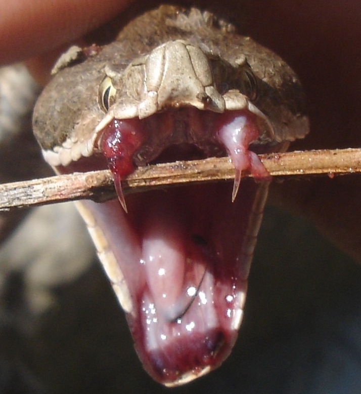 vipera-aspis-bezahnung